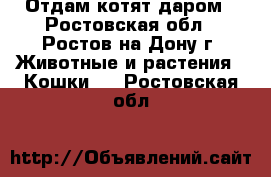 Отдам котят даром - Ростовская обл., Ростов-на-Дону г. Животные и растения » Кошки   . Ростовская обл.